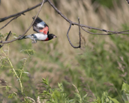 Rose breasted Grosbeak 9312